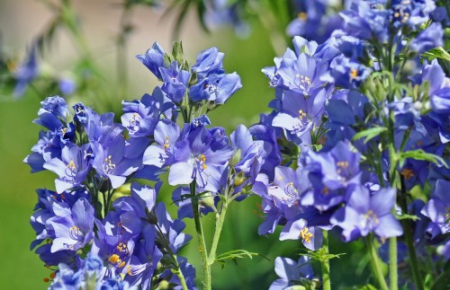 Синюха голубая фото