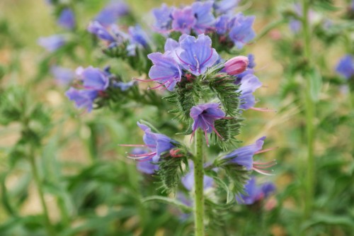 Синяк обыкновенный фото