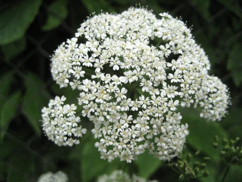 Сныть обыкновенная фото