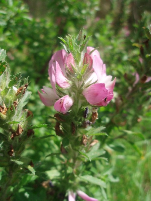 Стальник полевой фото