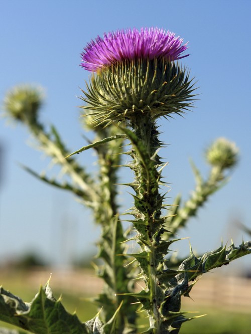 Татарник колючий фото