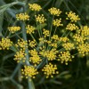 Фенхель обыкновенный фото