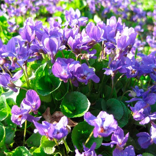 Фиалка душистая фото