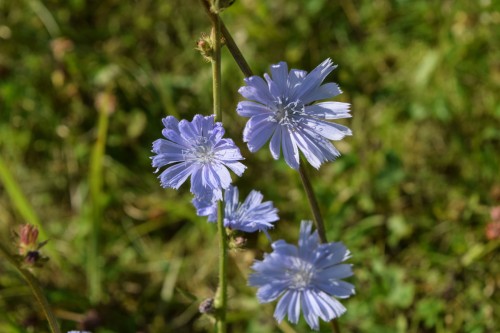 Цикорий обыкновенный фото