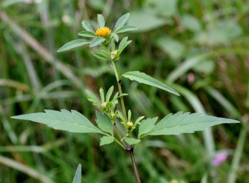 Череда трёхраздельная фото