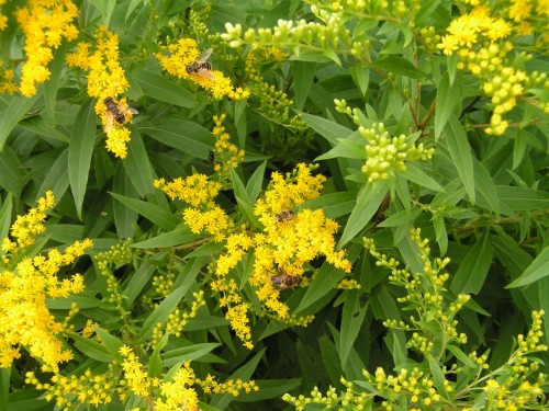 Золотарник обыкновенный фото