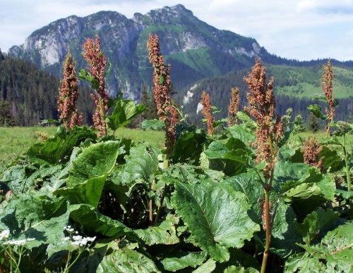 Щавель конский фото