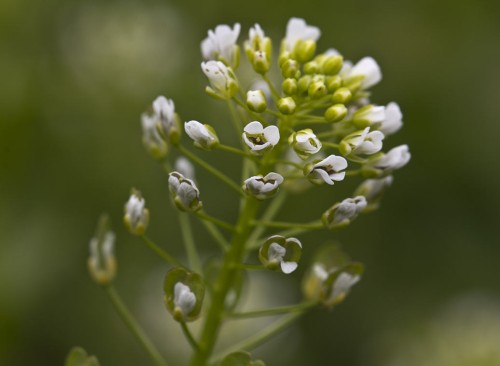 Ярутка полевая фото