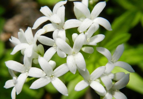 Ясменник пахучий фото