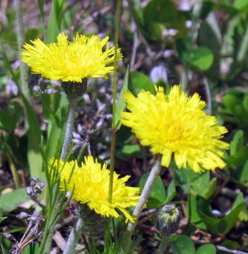 Ястребинка волосистая фото