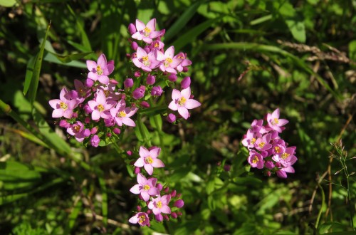 Золототысячник красный фото