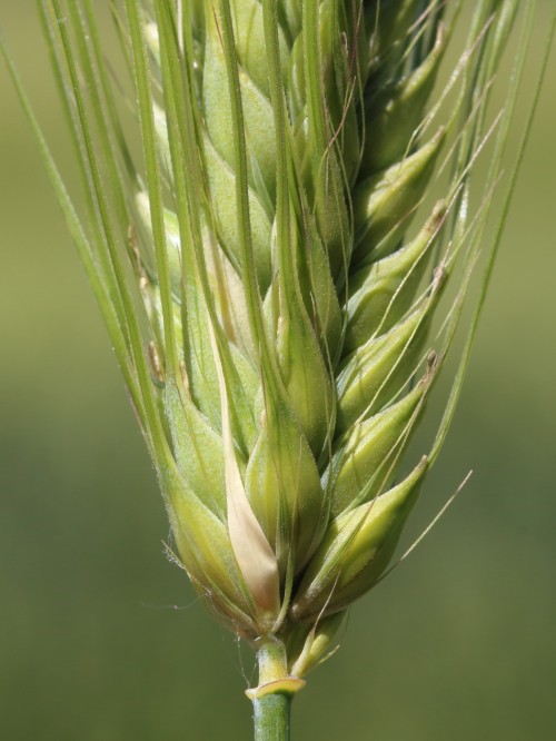 Ячмень обыкновенный фото