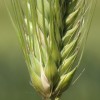 Ячмень обыкновенный фото