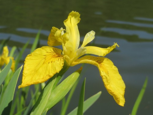 Ирис болотный фото