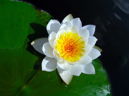 Кувшинка белая фото