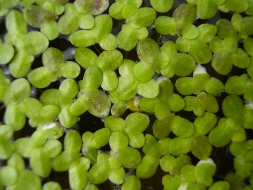 Ряска маленькая фото