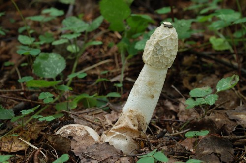 Весёлка обыкновенная фото