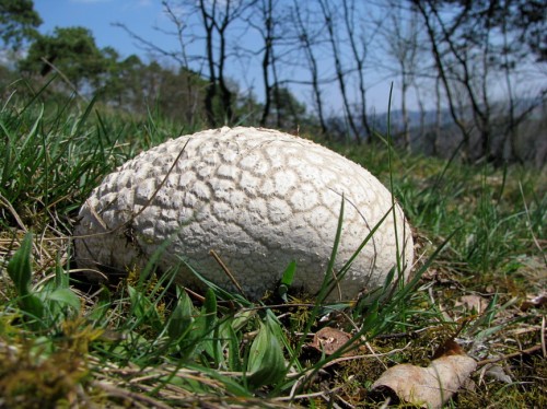 Головач мешковидный фото