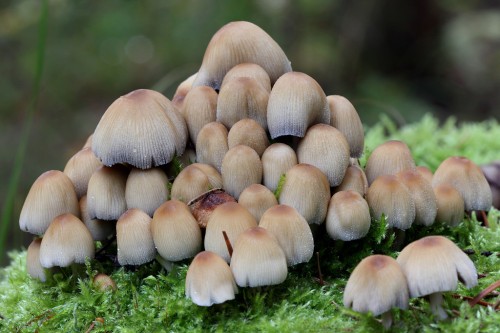 Навозник мерцающий фото