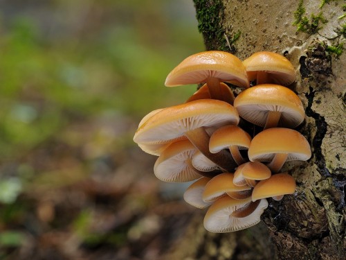 Опенок зимний фото