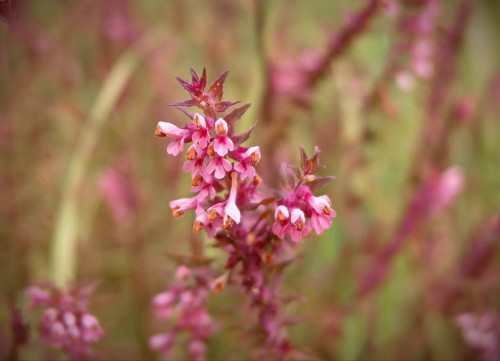 Зубчатка обыкновенная фото
