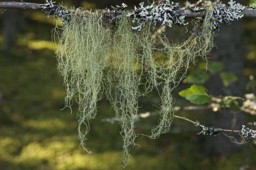 Уснея густобородая фото