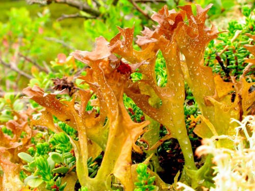 Цетрария исландская фото