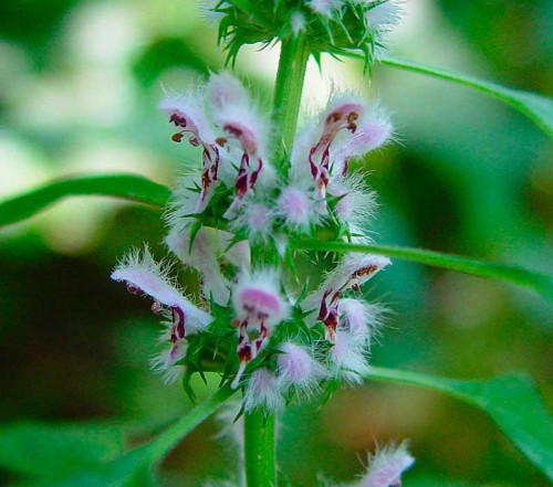 Пустырник сердечный фото