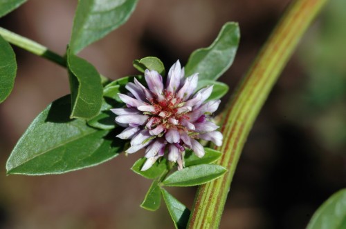 Солодка голая фото