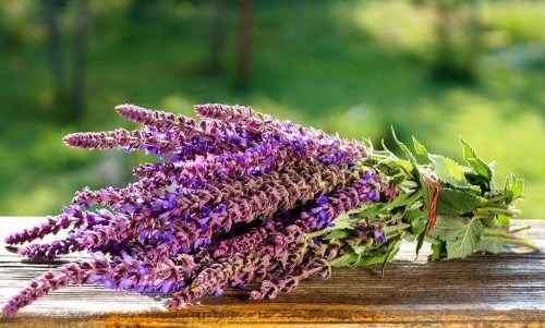 Шалфей лекарственный фото