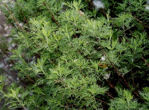 Полынь лечебная фото