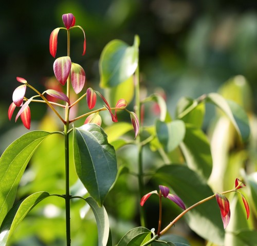 Корица фото