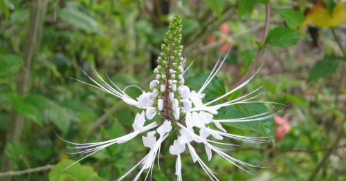 Почечный чай фото