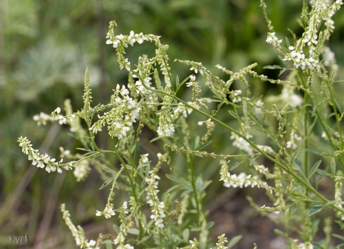 Донник белый фото