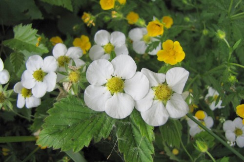 Земляника мускатная фото