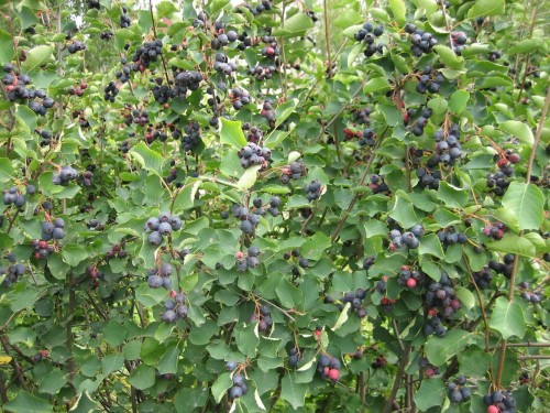 Ирга круглолистная фото