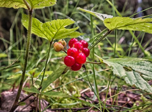Костяника каменистая фото