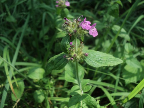 Пахучка обыкновенная фото