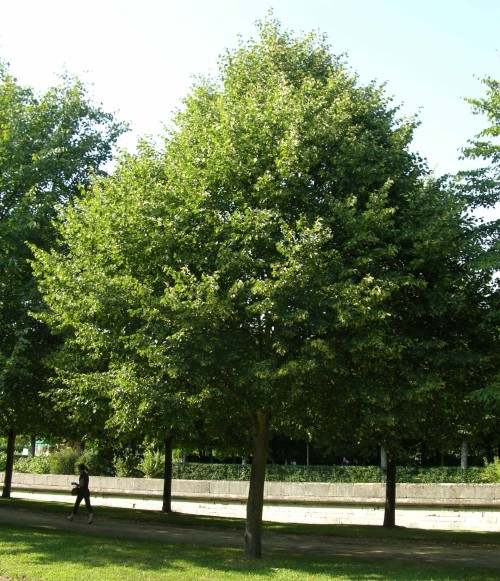 Липа широколистная фото