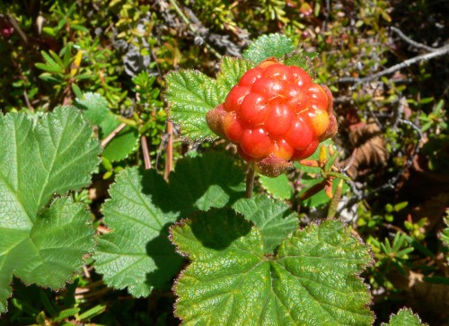 Морошка арктическая фото