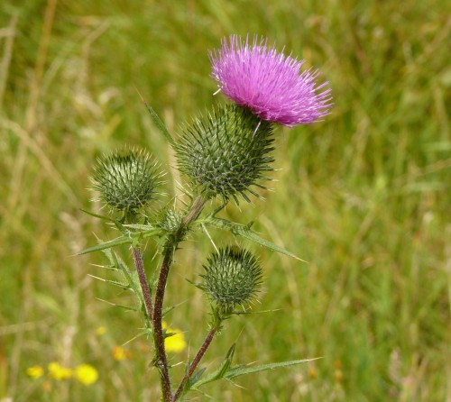 Бодяк обыкновенный фото
