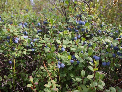 Голубика фото