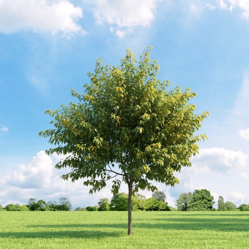 Клен ясенелистный фото