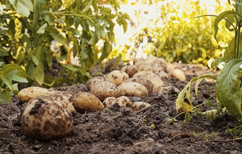 Картофель фото