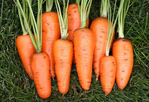 Морковь посевная фото
