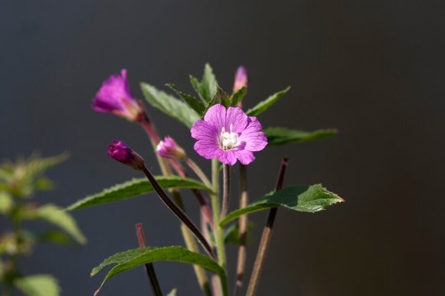 Кипрей мелкоцветковый фото