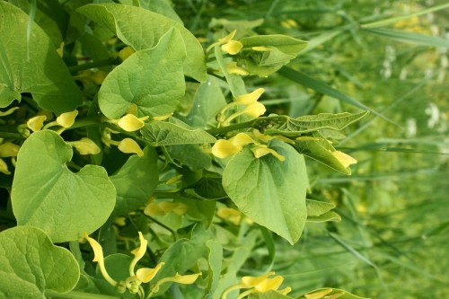 Кирказон обыкновенный фото