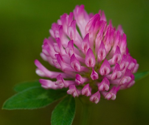 Клевер луговой фото