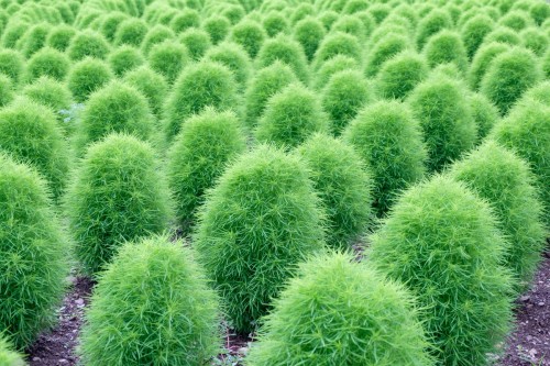 Кохия веничная фото