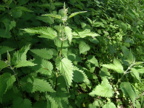 Крапива двудомная фото